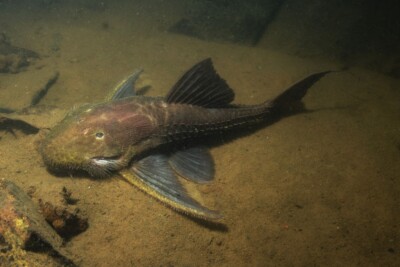 carachama Loricariidae