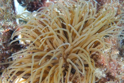 ortiga de mar Actiniidae