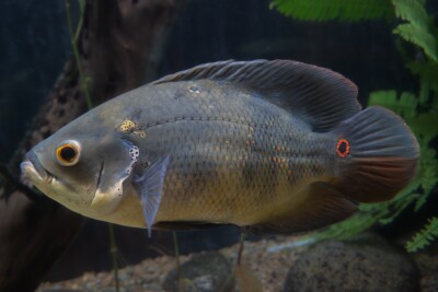 óscar Cichlidae