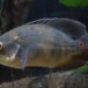 picture of Astronotus ocellatus