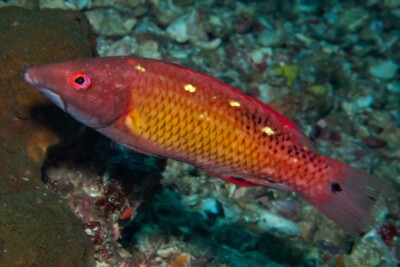 vieja Diana / doncella Diana Labridae
