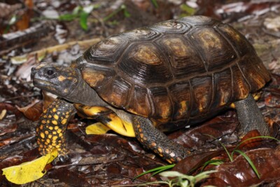 tortuga patiamarilla Testudinidae