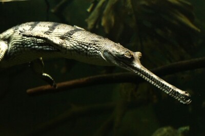 gavial Gavialidae