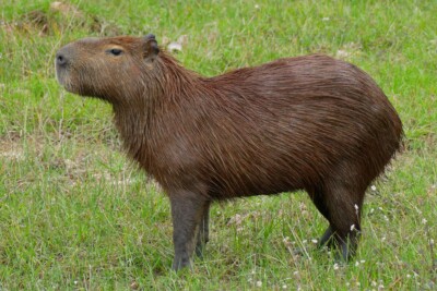 capybara Caviidae