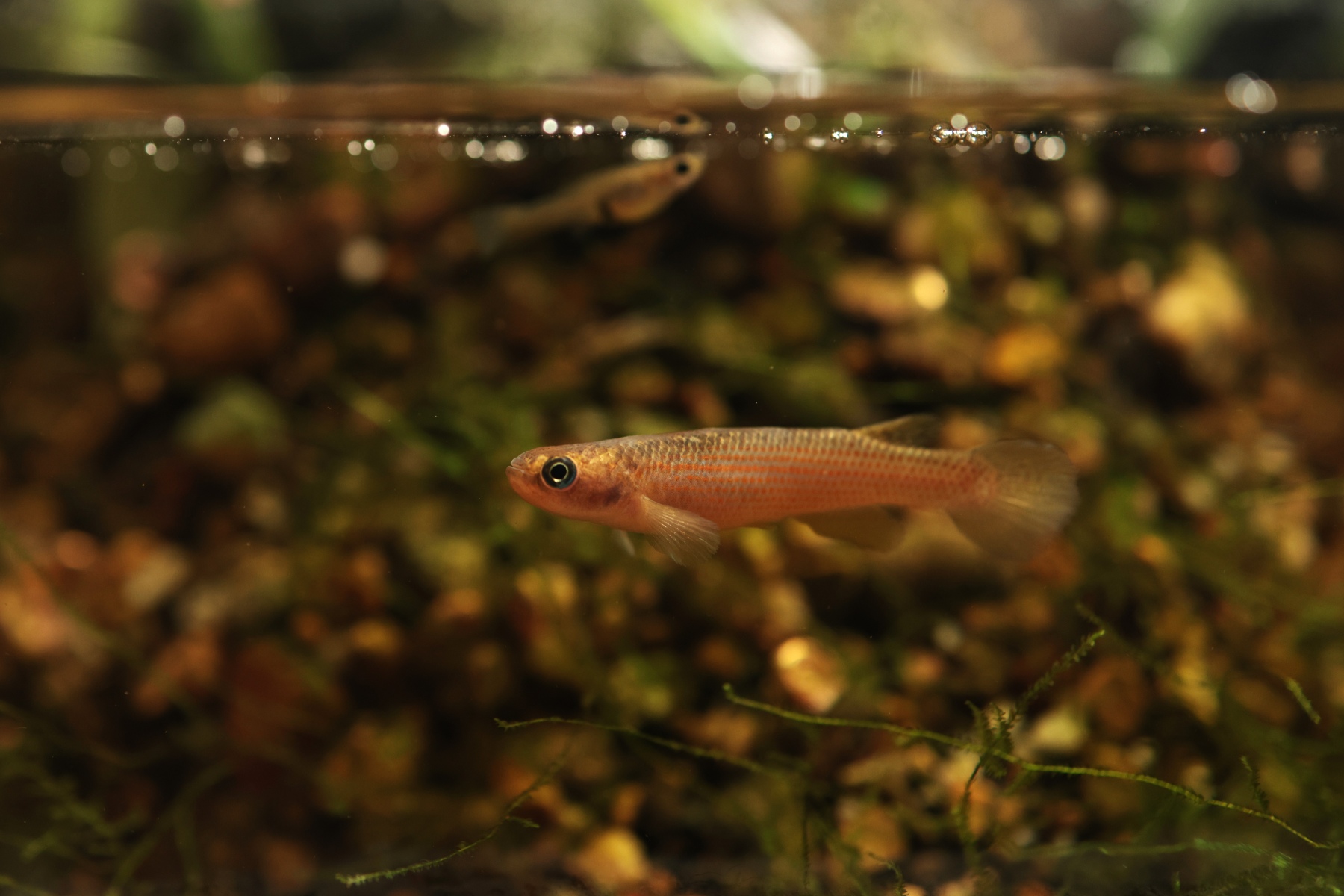 fishes picture