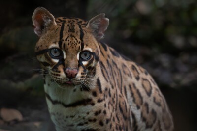 ocelote Felidae