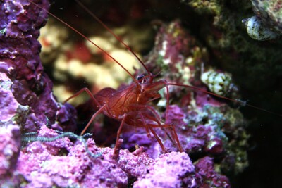 Lysmata rathbunae Lysmatidae