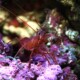 picture of Lysmata rathbunae
