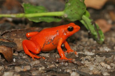 mantella dorada Mantellidae