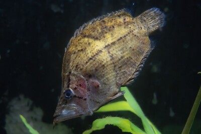 pez hoja del Amazonas Polycentridae