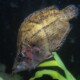 picture of Monocirrhus polyacanthus