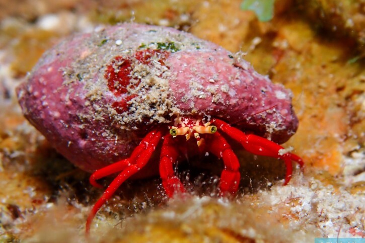 Paguristes cadenati - bernard-l'ermite rouge de récif