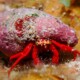 picture of Paguristes cadenati