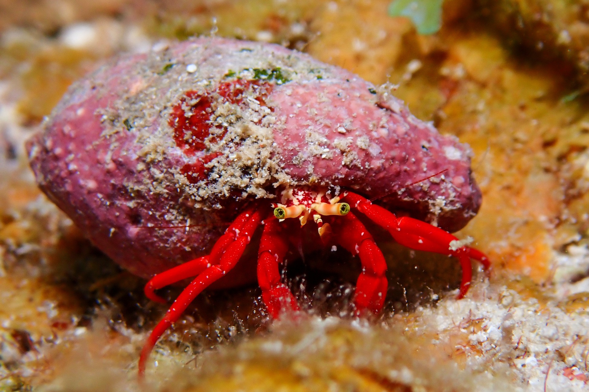 Paguristes cadenati