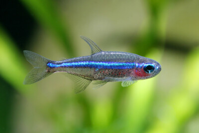 tetra neón verde Characidae