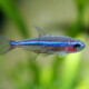 picture of Paracheirodon simulans