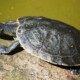 picture of Podocnemis unifilis