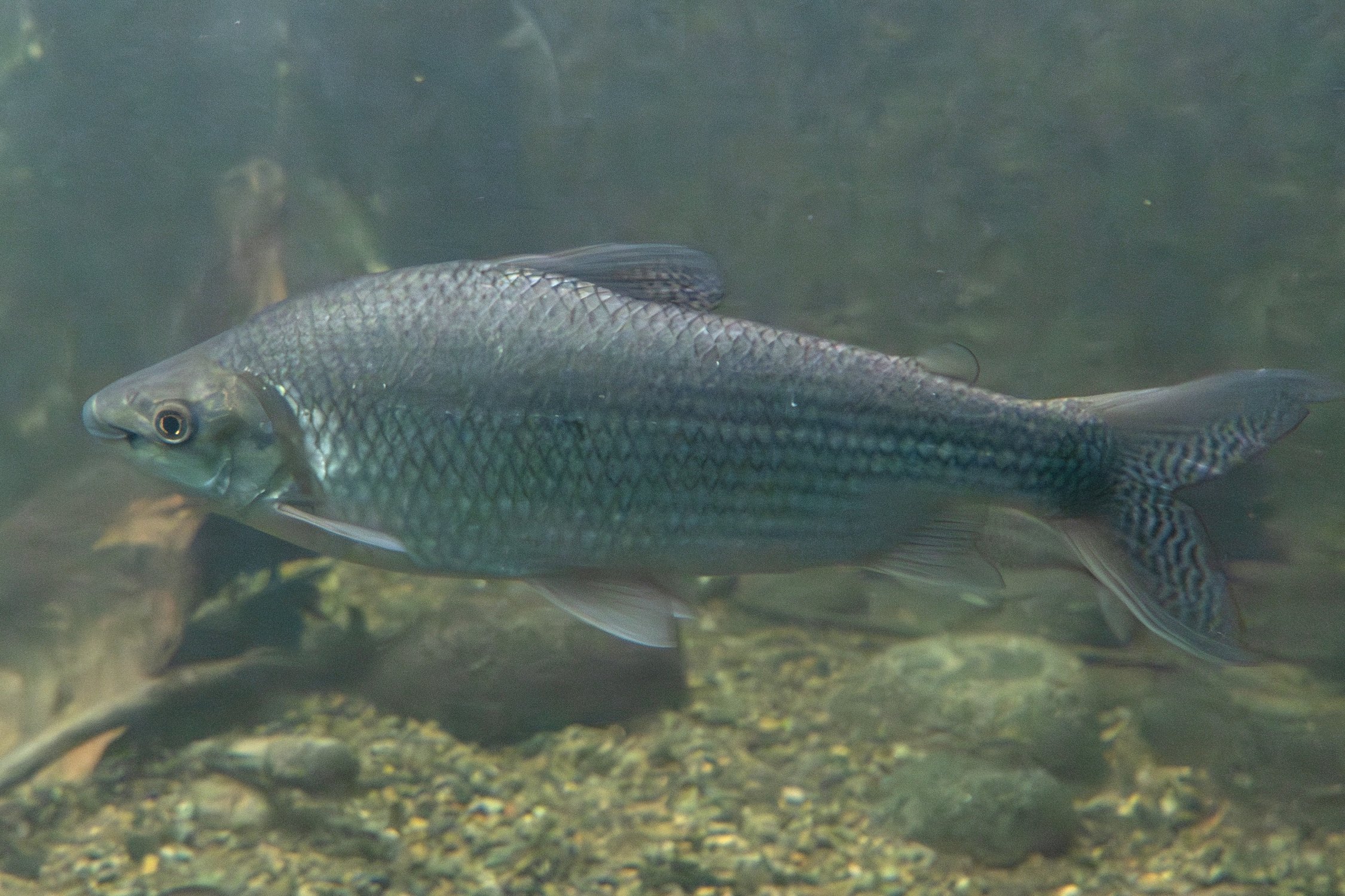 Prochilodus nigricans