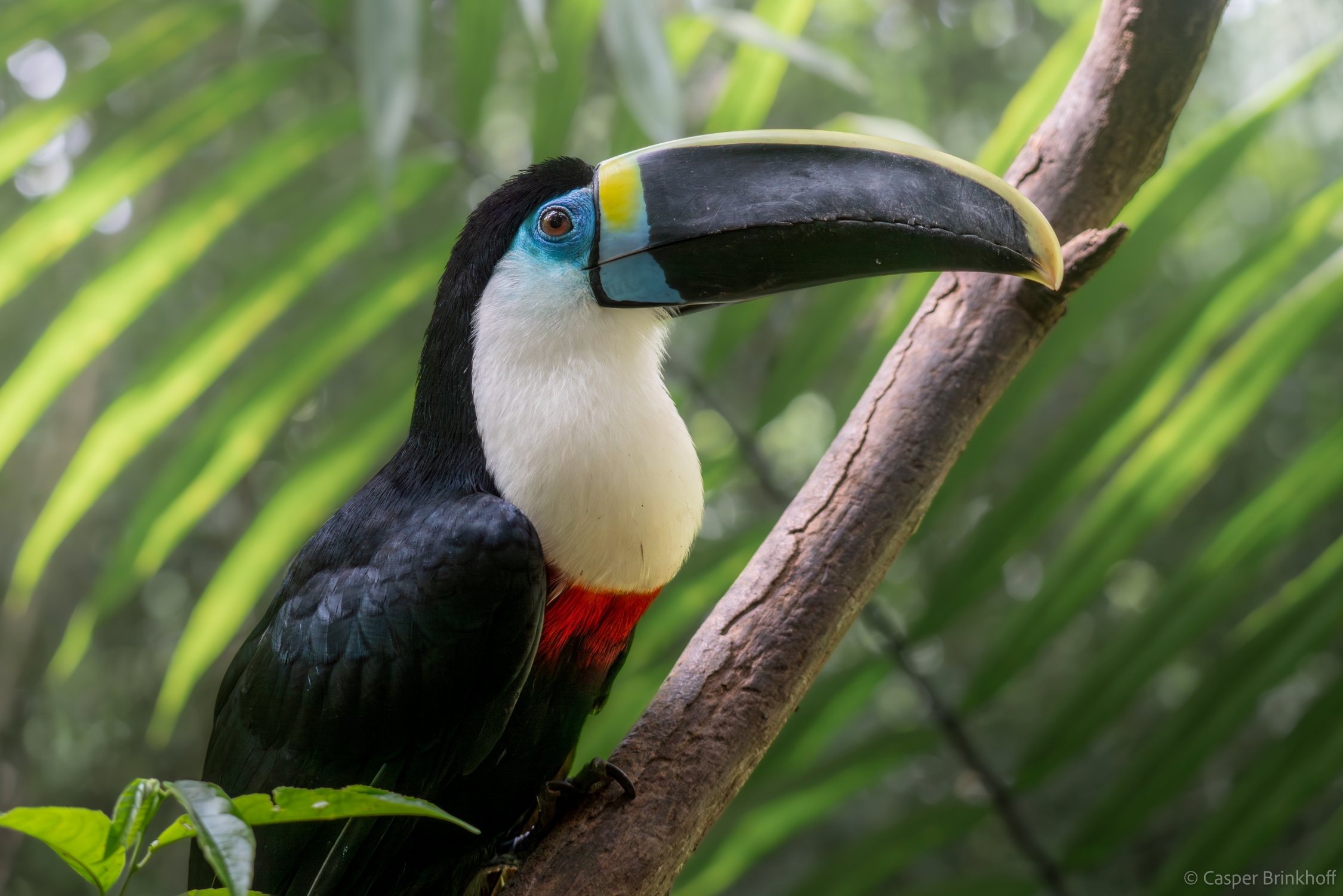 Ramphastos tucanus