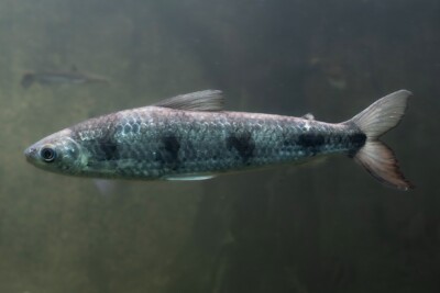 boga lisa Anostomidae