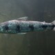 picture of Schizodon fasciatus