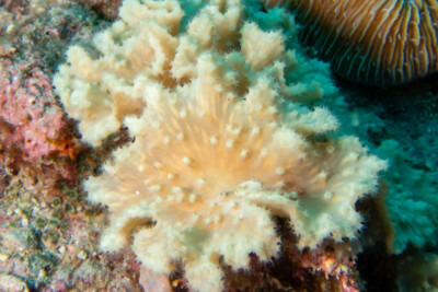 Sinularia dura Alcyoniidae