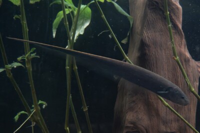pez cuchillo / bío del río Sternopygidae