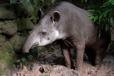 tapiro sudamericano Tapiridae