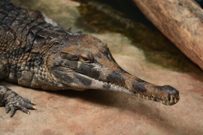 falso gavial Crocodylidae