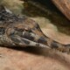 picture of Tomistoma schlegelii