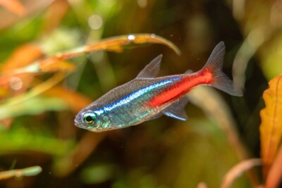 neón Characidae