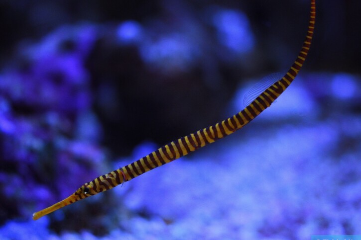 Dunckerocampus pessuliferus - pez pipa anillado amarillo