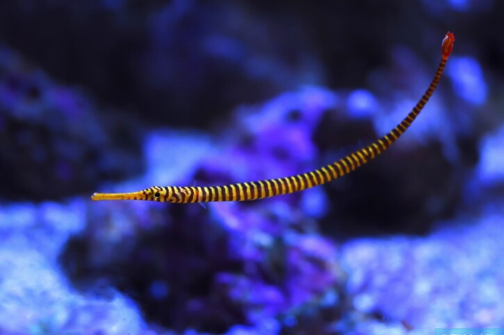 Dunckerocampus pessuliferus - pez pipa anillado amarillo