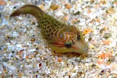 chafarrocas Común Gobiesocidae