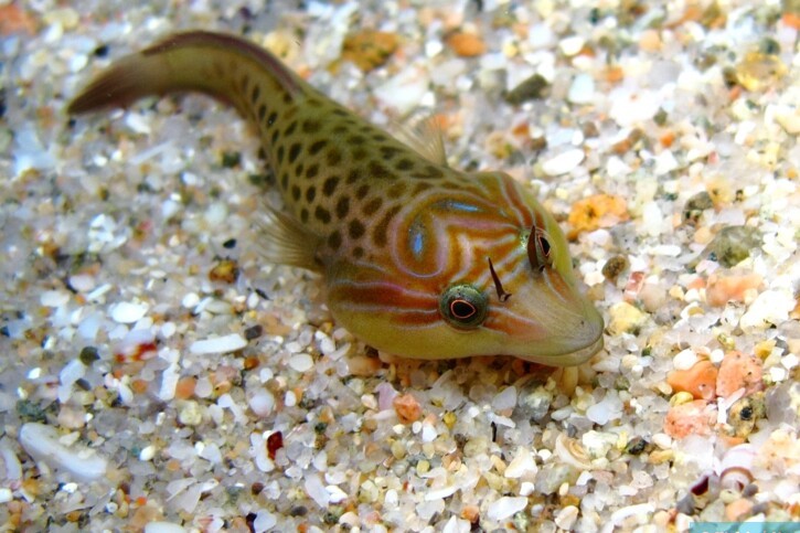 Lepadogaster lepadogaster - chafarrocas Común