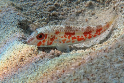 salmonete de fango Mullidae