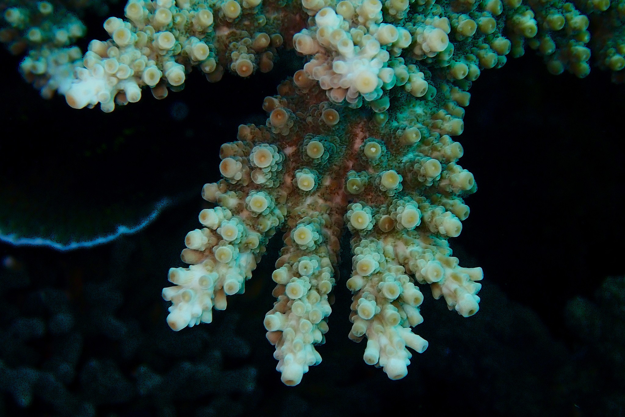 Acropora florida