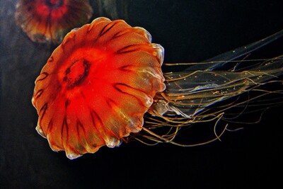 ortiga de Japón Pelagiidae