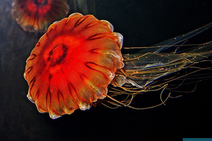 Chrysaora pacifica - ortiga de Japón