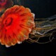 picture of Chrysaora pacifica