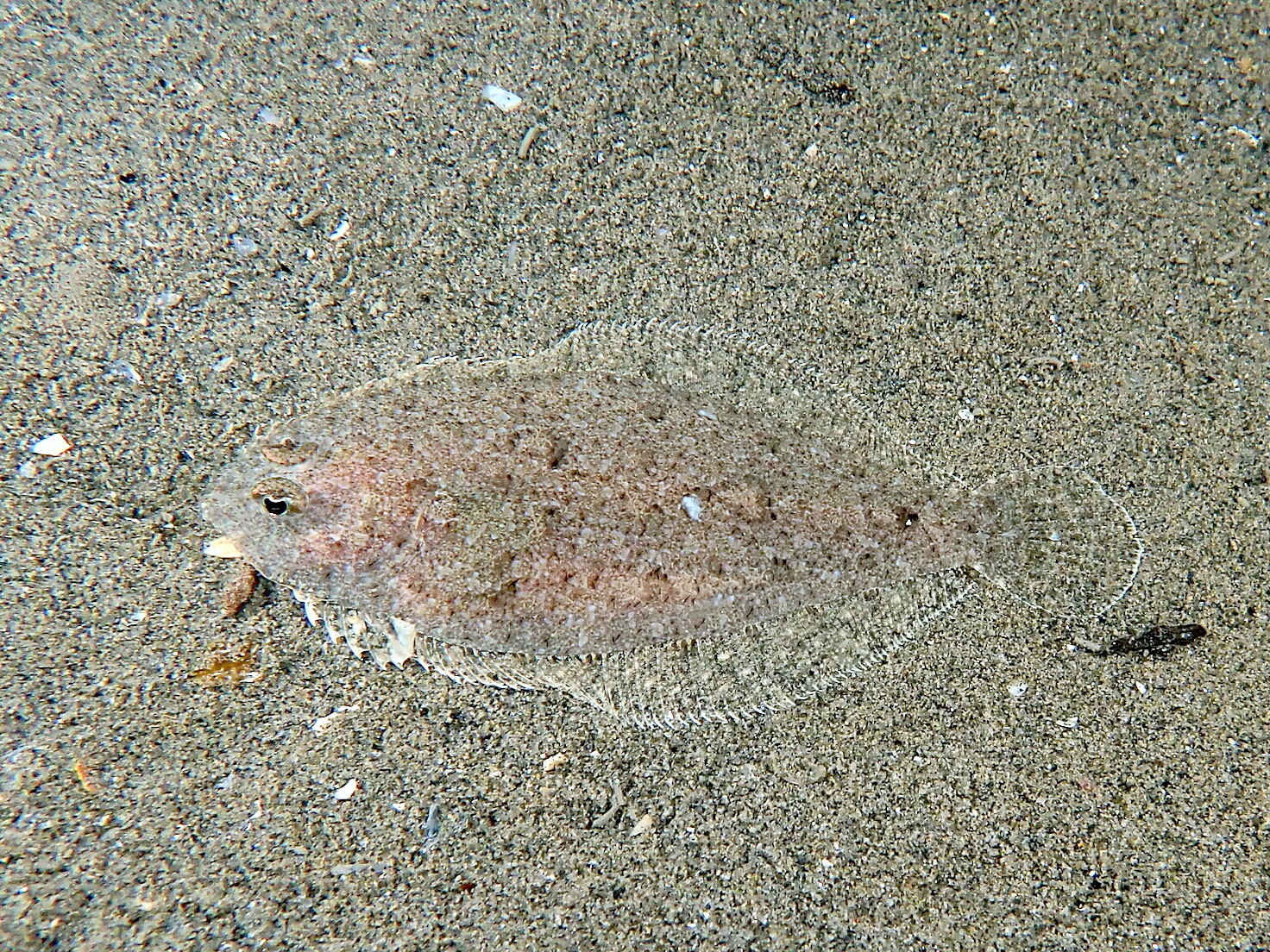 Arnoglossus grohmanni
