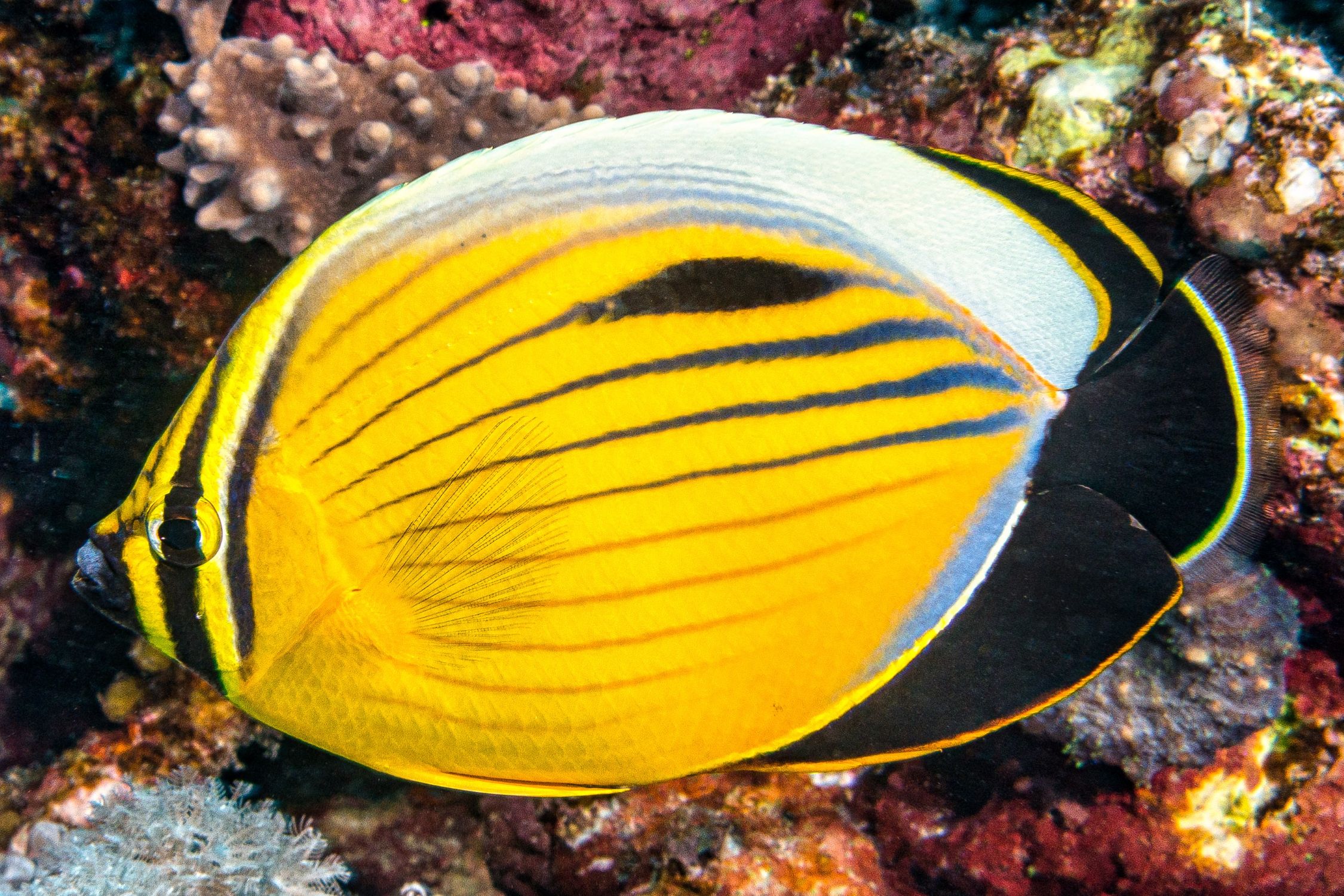 Chaetodon austriacus