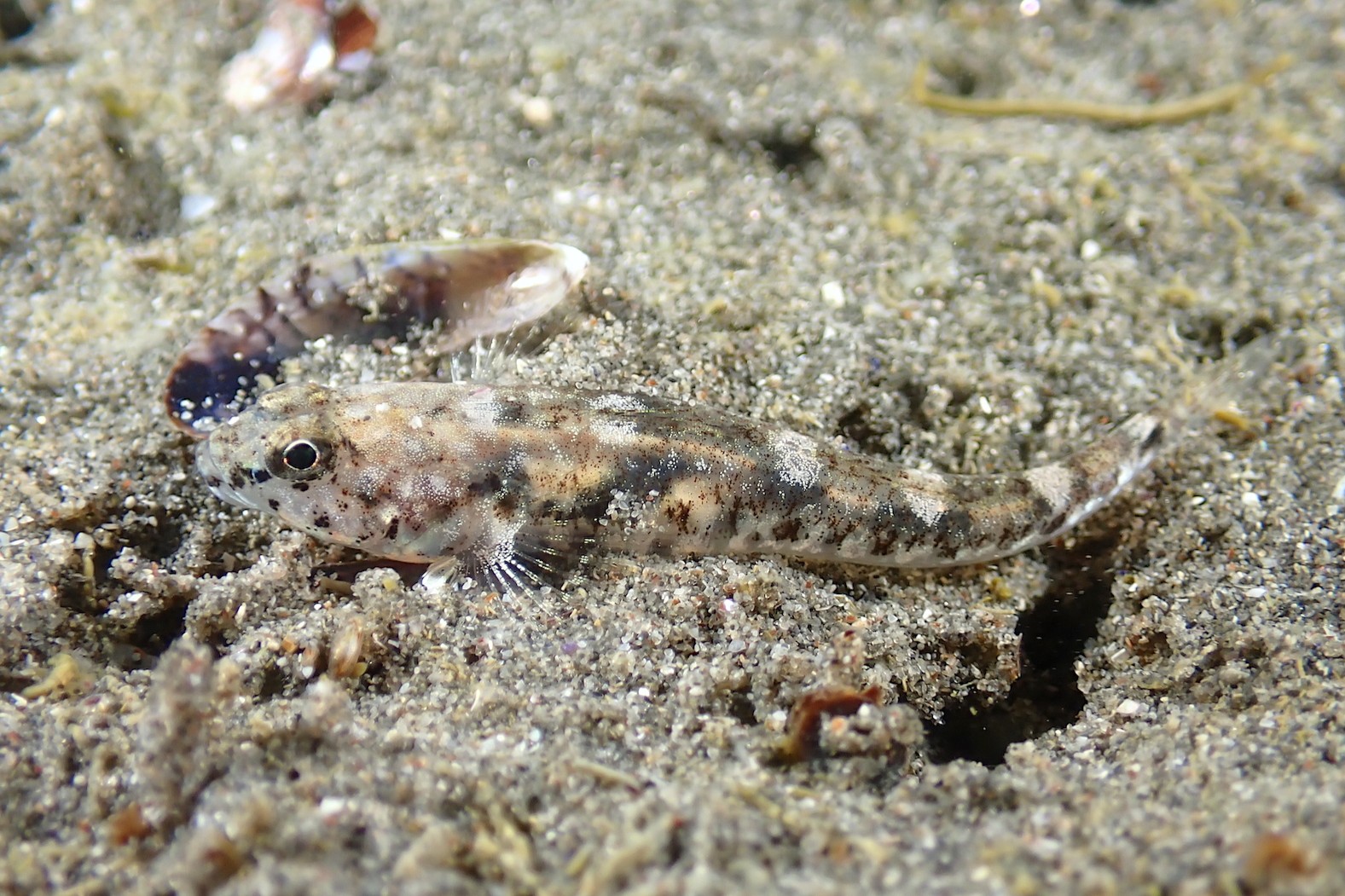 Pomatoschistus marmoratus