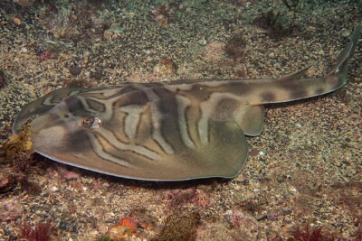 guitare australienne Trygonorrhinidae