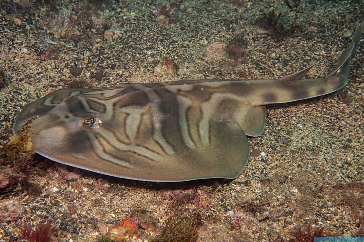 Trygonorrhina fasciata - raya violinista oriental