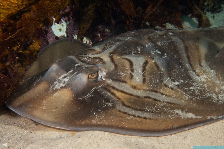 Trygonorrhina fasciata - raya violinista oriental